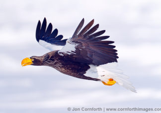 Steller's Sea Eagle 10