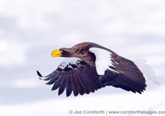 Steller's Sea Eagle 18