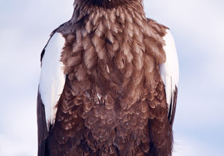 Steller's Sea Eagle 2