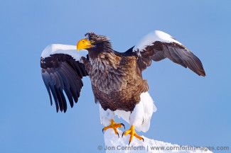 Steller's Sea Eagle 21