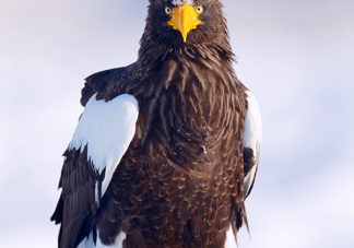 Steller's Sea Eagle 3