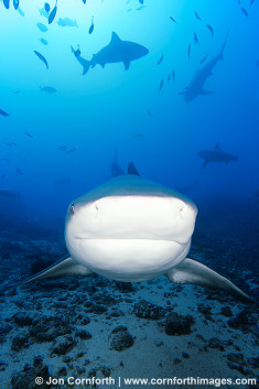Beqa Bull Shark 1