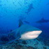 Beqa Bull Shark 14