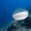 Beqa Bull Shark 23