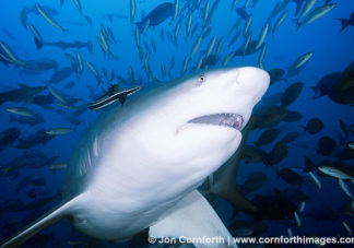 Beqa Bull Shark 25