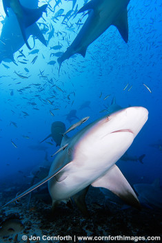 Beqa Bull Shark 36