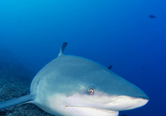 Beqa Bull Shark 39