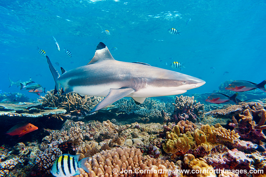Beqa Blacktip Reef Shark 1