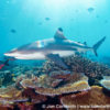 Beqa Blacktip Reef Shark 10