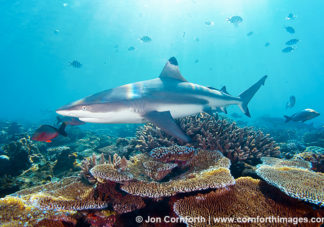 Beqa Blacktip Reef Shark 10