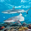 Beqa Blacktip Reef Shark 11