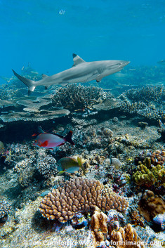 Beqa Blacktip Reef Shark 13