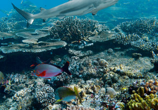 Beqa Blacktip Reef Shark 13