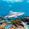 Beqa Blacktip Reef Shark 2