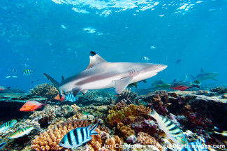 Beqa Blacktip Reef Shark 2