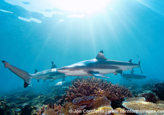 Beqa Blacktip Reef Shark 3