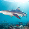 Beqa Blacktip Reef Shark 5