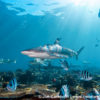 Beqa Blacktip Reef Shark 6
