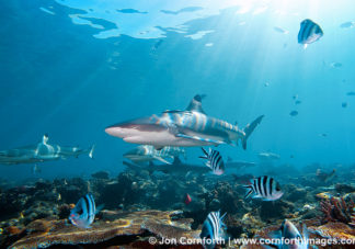 Beqa Blacktip Reef Shark 6