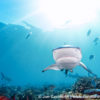 Beqa Blacktip Reef Shark 7