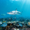 Beqa Blacktip Reef Shark 8