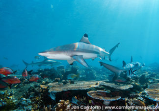 Beqa Blacktip Reef Shark 9