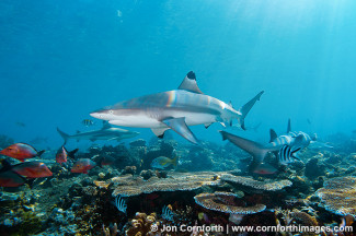 Beqa Blacktip Reef Shark 9
