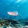 Beqa Whitetip Reef Shark 1