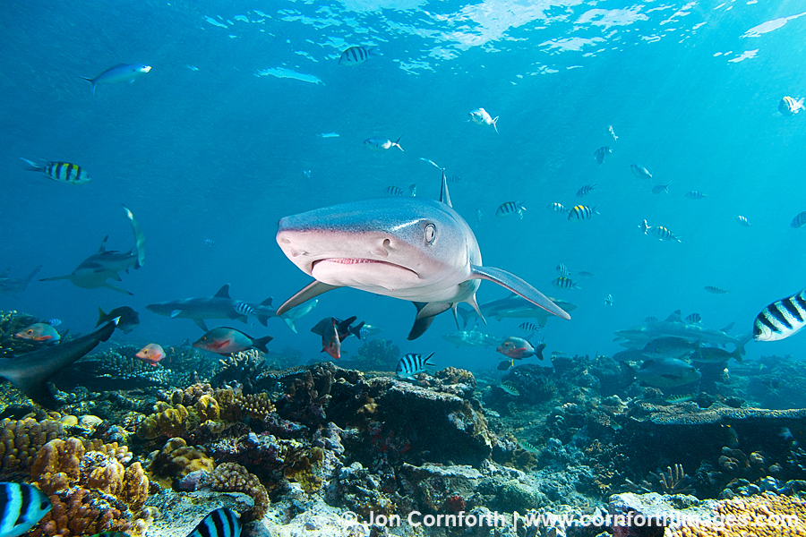 Beqa Whitetip Reef Shark 1