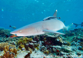 Beqa Whitetip Reef Shark 9