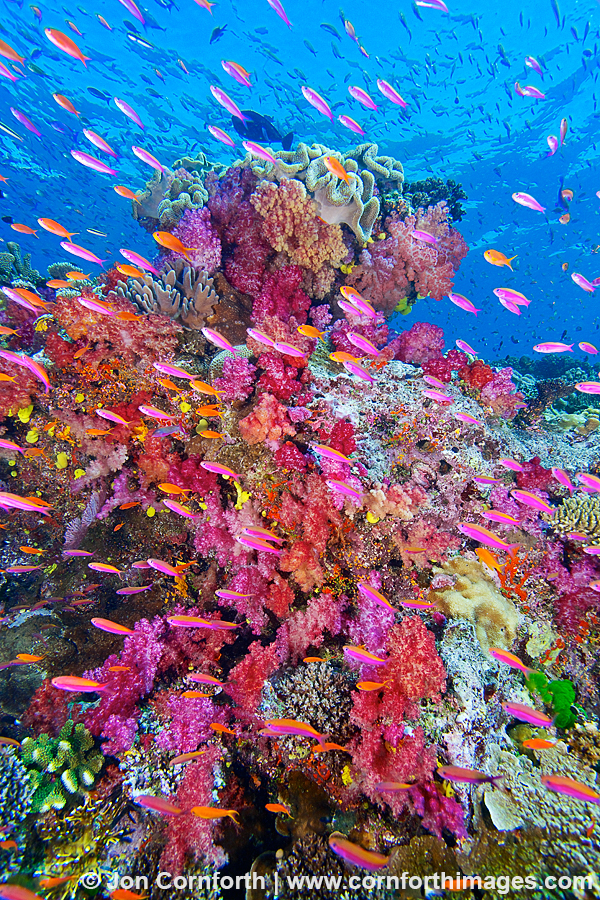 Namena Soft Corals 1
