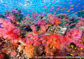 Namena Soft Corals 10