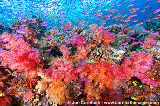 Namena Soft Corals 10
