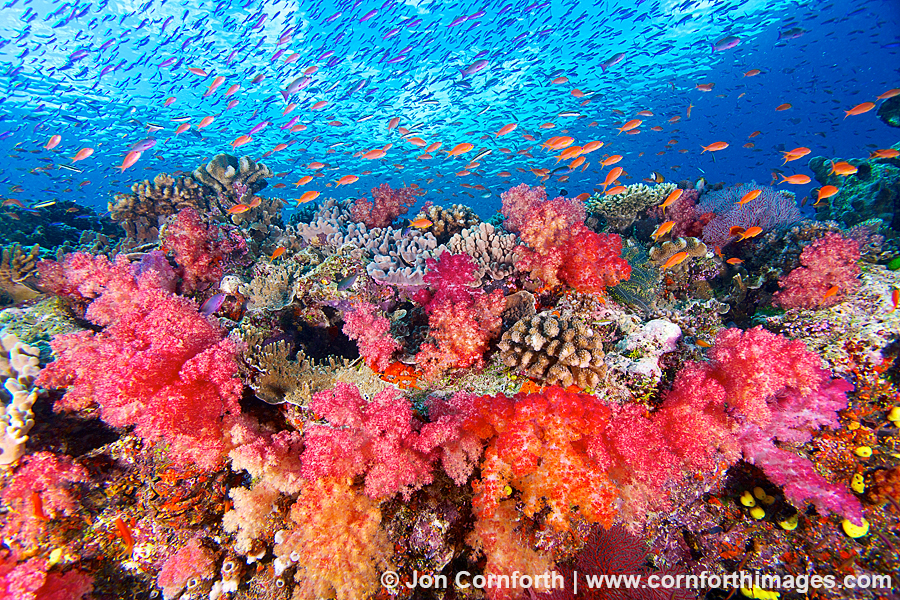 Namena Soft Corals 11
