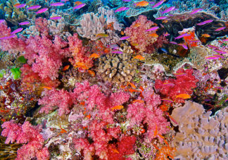 Namena Soft Corals 12
