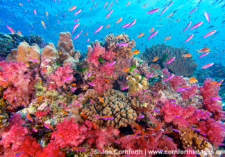 Namena Soft Corals 13