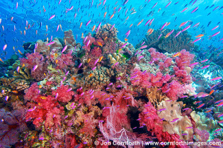Namena Soft Corals 14