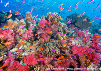 Namena Soft Corals 16