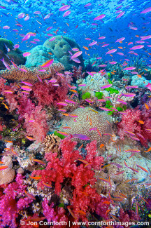 Namena Soft Corals 17