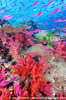 Namena Soft Corals 19