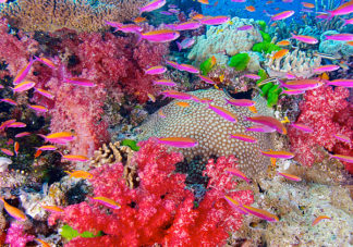Namena Soft Corals 19