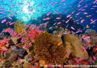 Namena Soft Corals 2