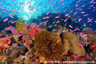 Namena Soft Corals 2