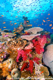 Namena Soft Corals 22