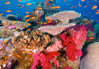 Namena Soft Corals 22