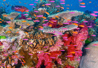 Namena Soft Corals 24