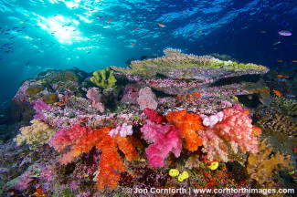 Namena Soft Corals 4