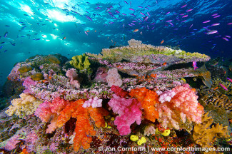 Namena Soft Corals 5