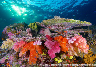 Namena Soft Corals 6