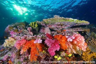 Namena Soft Corals 6
